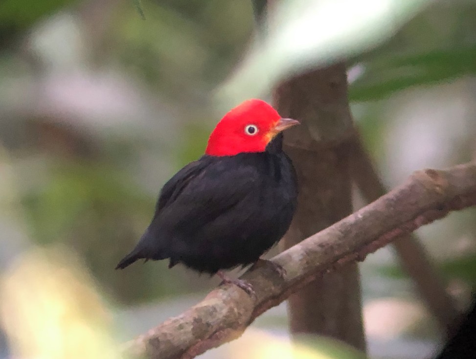 Red-capped Manakin