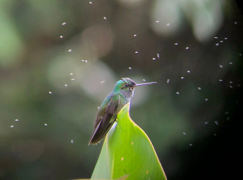 Hummingbird