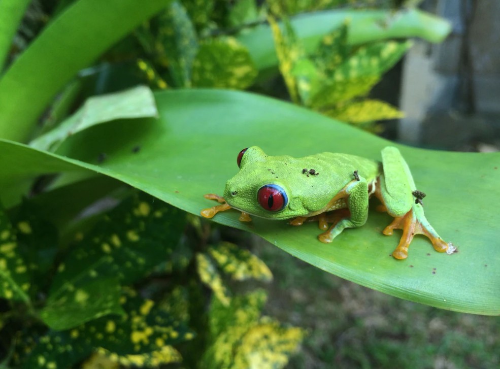 Red-eyed Tree Frog
