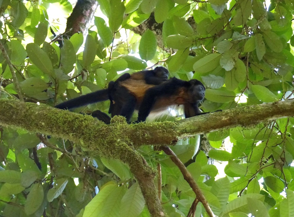 Howler monkeys